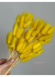 Лагурус (100шт) жовтий