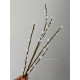 Гілочка верби біла
