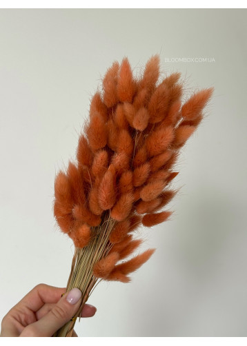 Лагурус (100шт) оранжевий