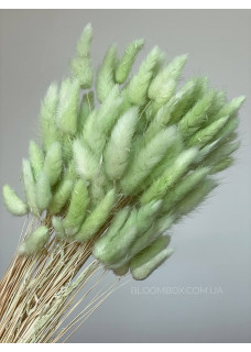 Лагурус (100шт) green