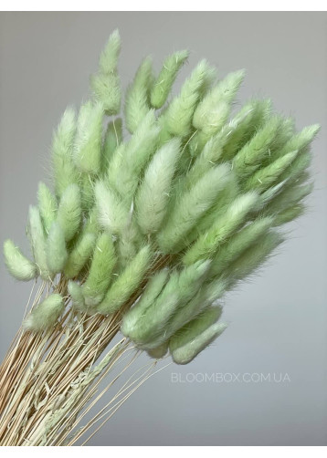 Лагурус (100шт) green